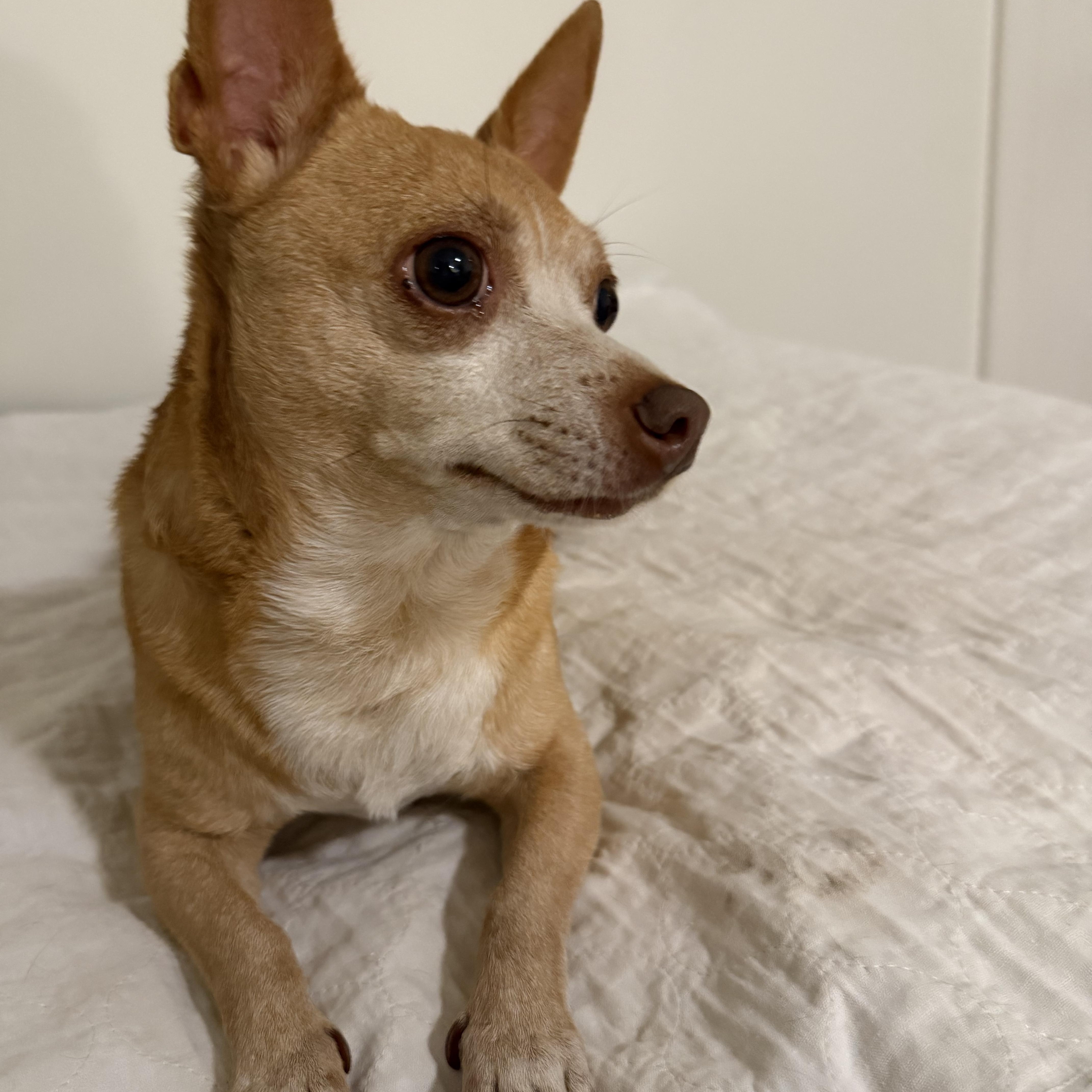 Chloe