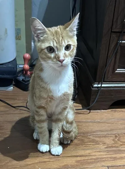 A baby medium-sized male Domestic Short Hair cat named Olivander for adoption in Savannah, GA
