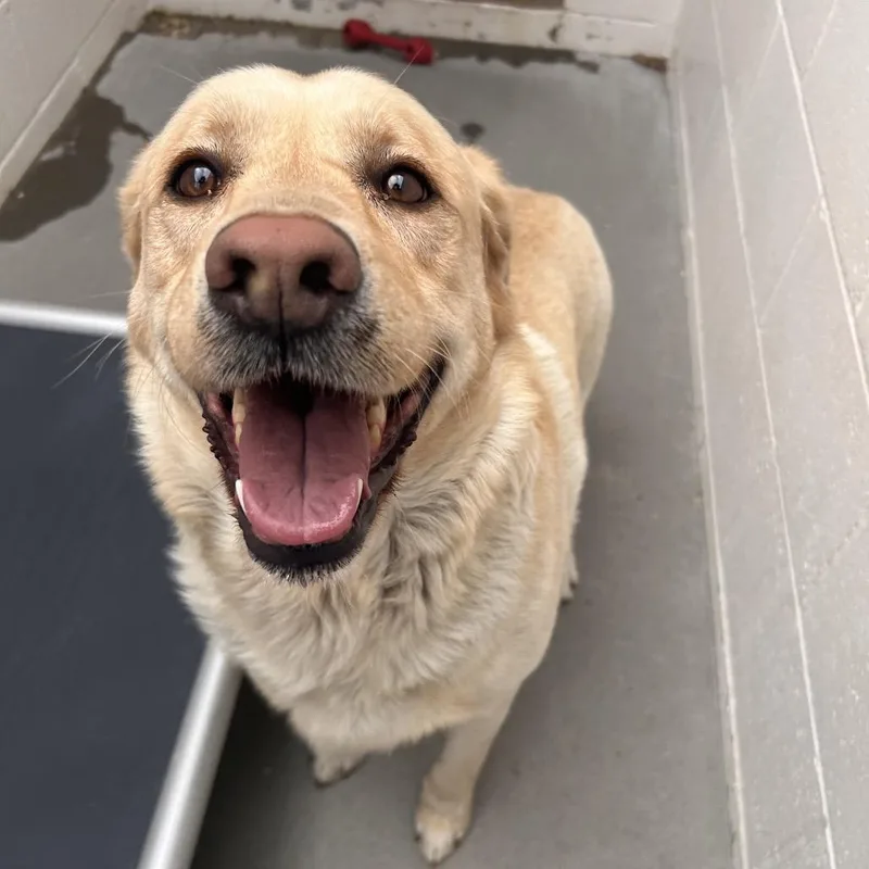 An adult large-sized male Yellow / Tan / Blond / Fawn Yellow Labrador Retriever dog named Buckey for adoption in Reno, NV