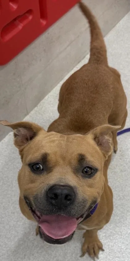 An adult large-sized female Pit Bull Terrier dog named Kesha for adoption in Honolulu, HI