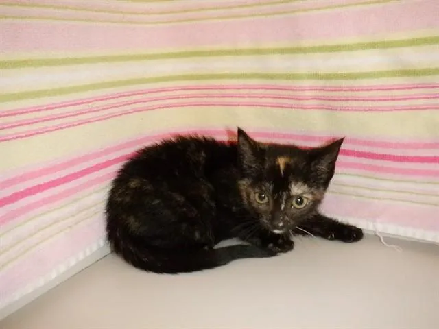 A baby small-sized female Domestic Short Hair cat named Margaery for adoption in San Jose, CA
