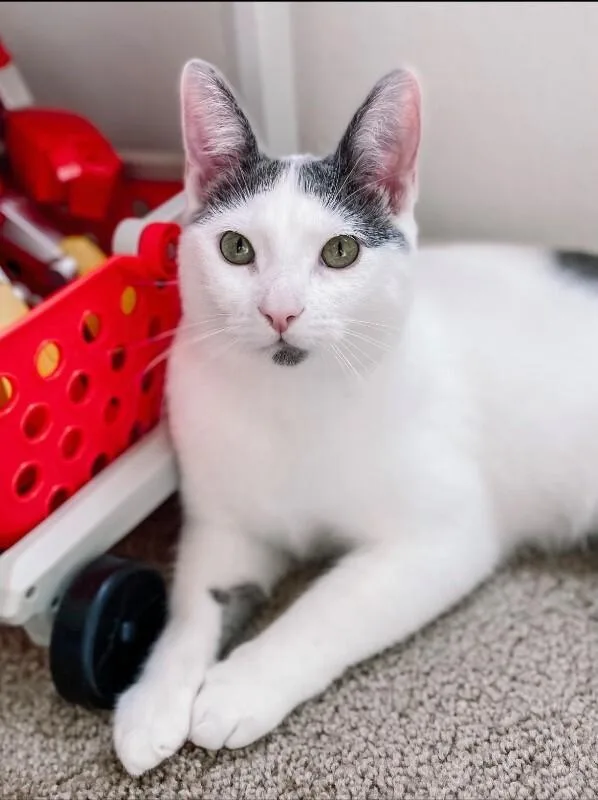 An adult medium-sized male Domestic Short Hair cat named Beckham for adoption in Fruit Heights, UT