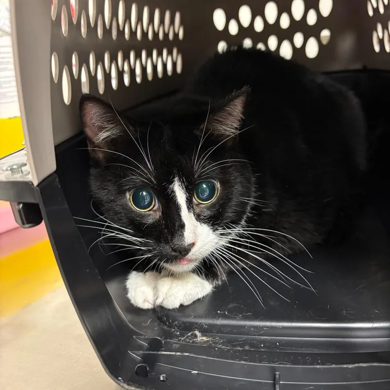 A senior large-sized female Domestic Short Hair cat named Sweet Pea for adoption in Ottawa, KS