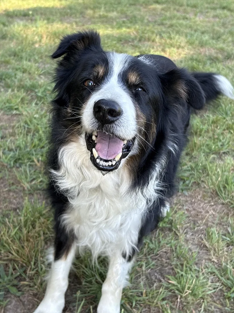 A senior medium-sized male Border Collie dog named Corey for adoption in Gloucester, VA