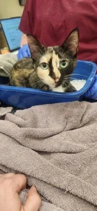 A young medium-sized female Domestic Short Hair cat named Marble for adoption in Fishers, IN