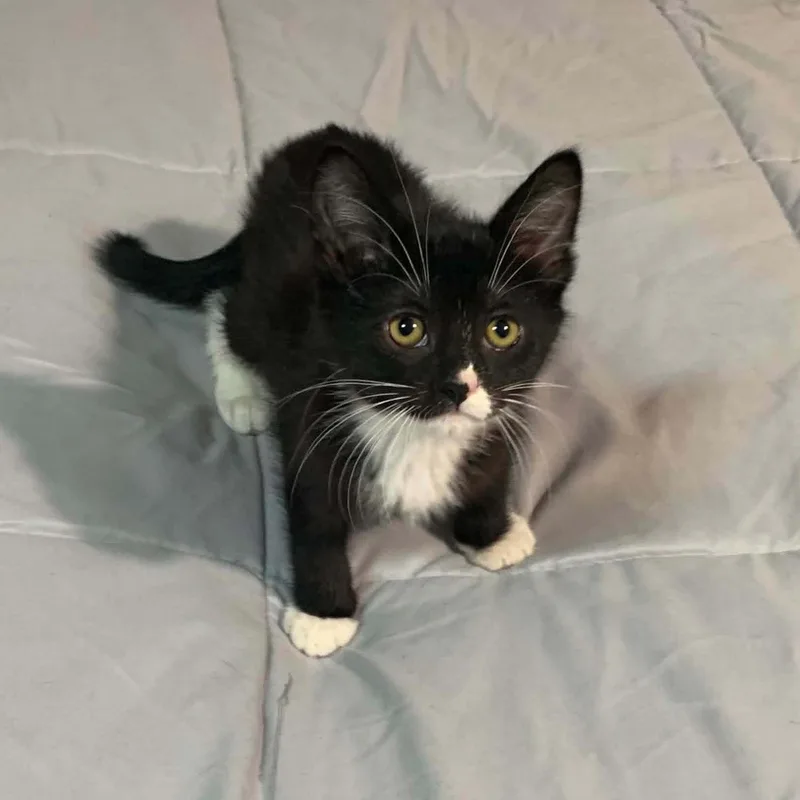 A baby small-sized female Black & White / Tuxedo Tuxedo cat named Tasha for adoption in Greensburg, PA