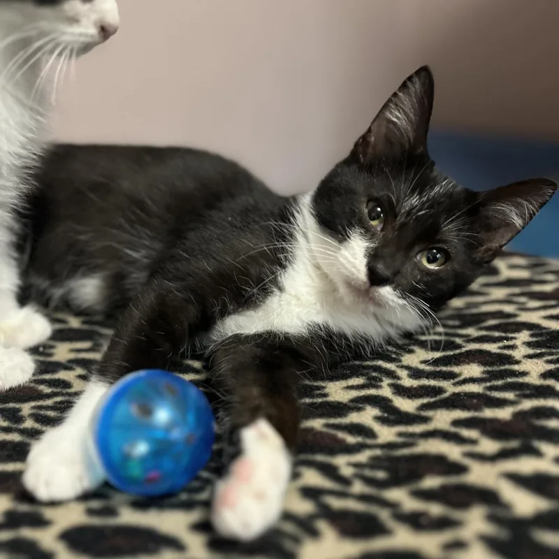 An adult small-sized male Black Domestic Short Hair cat named Peppermint for adoption in Wichita, KS