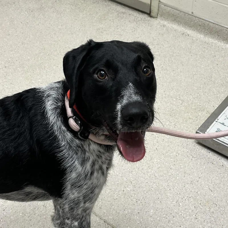 A young medium-sized male Black Mixed Breed dog named Coco for adoption in Murray, UT