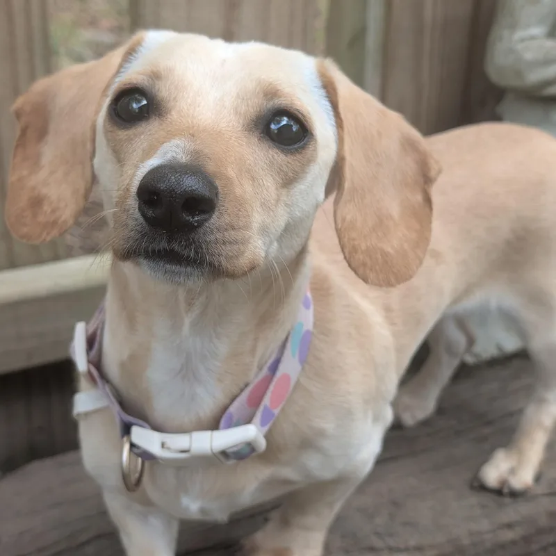 A young small-sized female Yellow / Tan / Blond / Fawn Miniature Dachshund dog named Lucy for adoption in Chatham, NJ