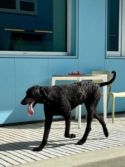 An adult large-sized male Standard Poodle dog named Sabastian for adoption in New Orleans, LA