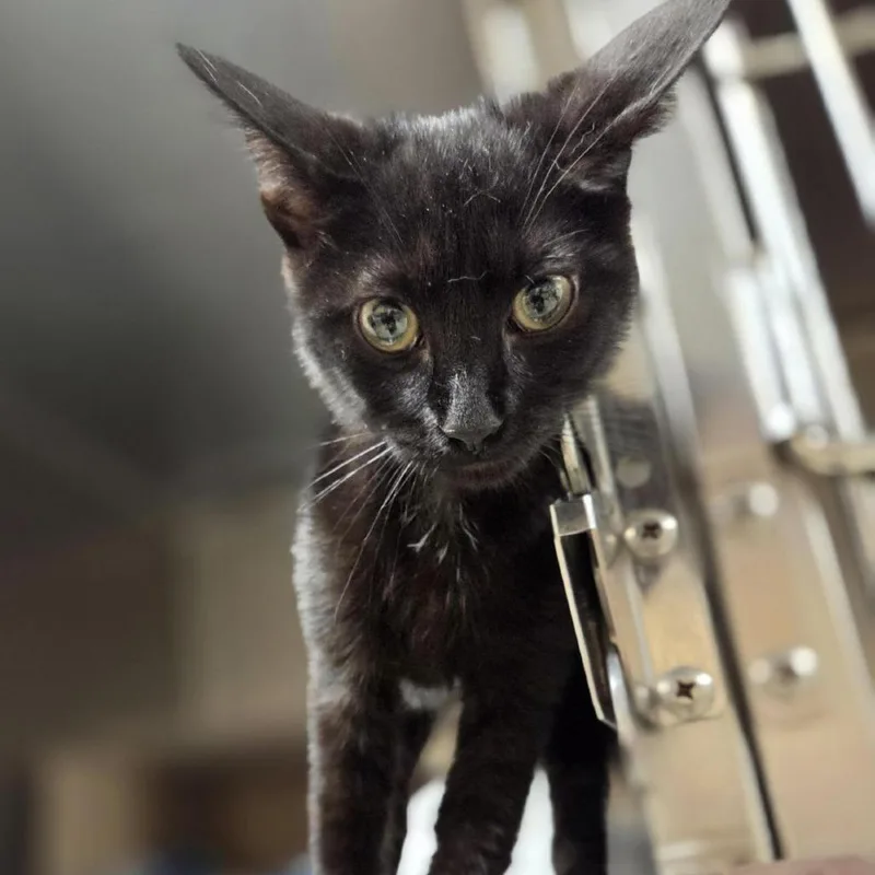 A baby small-sized female Black Domestic Short Hair cat named Baguette for adoption in Windsor, VA