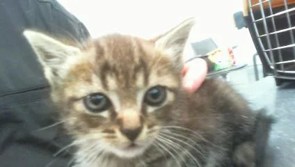A baby small-sized female Domestic Short Hair cat named Lilac for adoption in Charlotte, NC