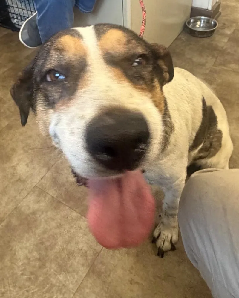 An adult medium-sized female Mixed Breed dog named Nova for adoption in Springfield, OH