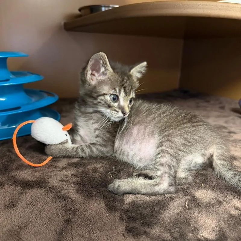 A baby small-sized male Brown / Chocolate Domestic Short Hair cat named Desmond for adoption in Middlebury, VT