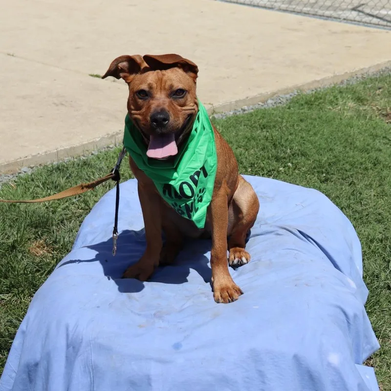 A young small-sized female Brown / Chocolate Mastiff dog named Mary for adoption in Ione, CA