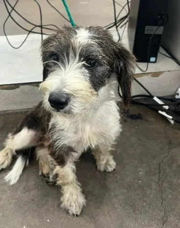 A young large-sized female Mixed Breed dog named Starfish for adoption in Dallas, TX