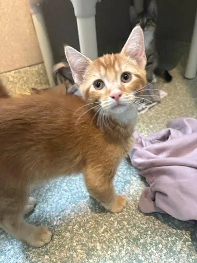 A baby medium-sized male Domestic Short Hair cat named Falcon for adoption in Washington, DC