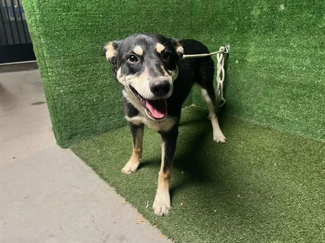 A young medium-sized male Siberian Husky dog named Curtis for adoption in Lancaster, CA
