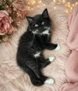 A baby medium-sized female Black Domestic Long Hair cat named Kinsley for adoption in Portsmouth, OH