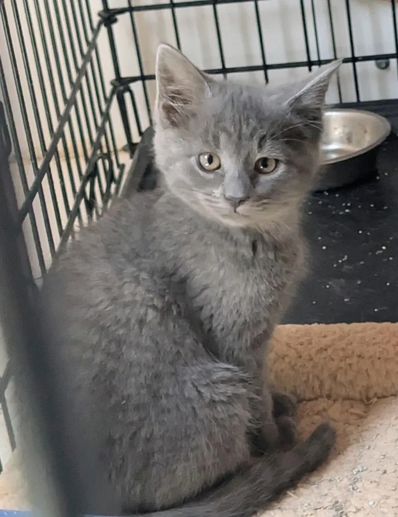 A baby medium-sized female Domestic Short Hair cat named Poppit for adoption in Greeley, CO