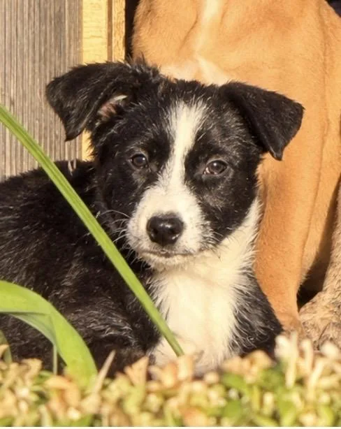 A baby medium-sized female Terrier dog named Rain for adoption in Seale, AL