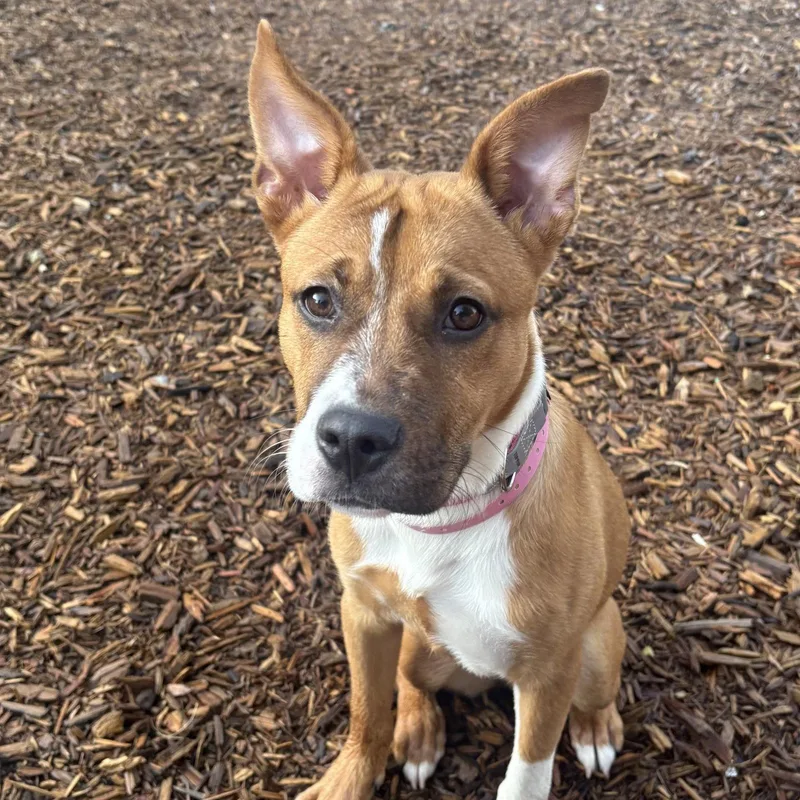A baby medium-sized female Carolina Dog dog named Missy for adoption in Southaven, MS