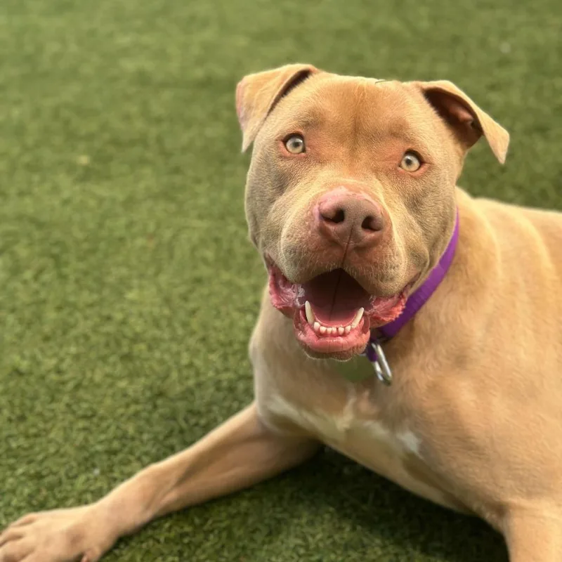 An adult large-sized male American Bully dog named Razzle for adoption in Los Angeles, CA