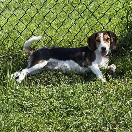An adult small-sized female Beagle dog named Fab February for adoption in East Montpelier, VT