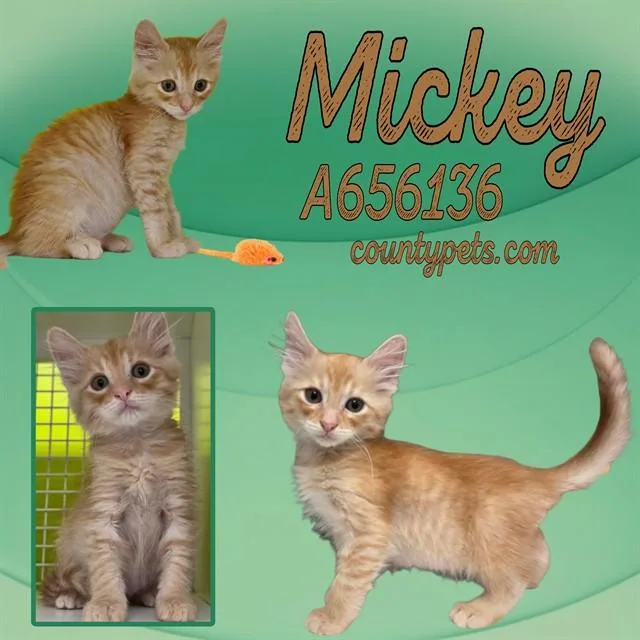 A baby small-sized male Domestic Short Hair cat named Mickey for adoption in Houston, TX