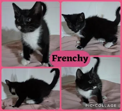 A baby small-sized female Domestic Short Hair cat named Frenchy for adoption in Wilkesboro, NC