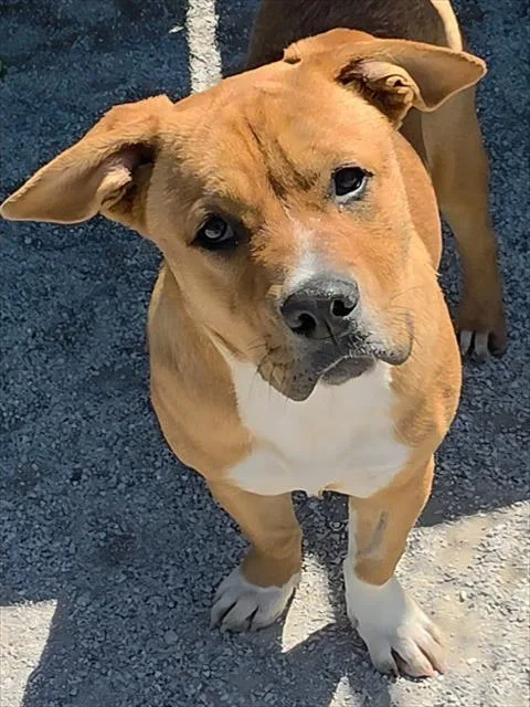 A young medium-sized male Mixed Breed dog named Buddy for adoption in Rogers, AR
