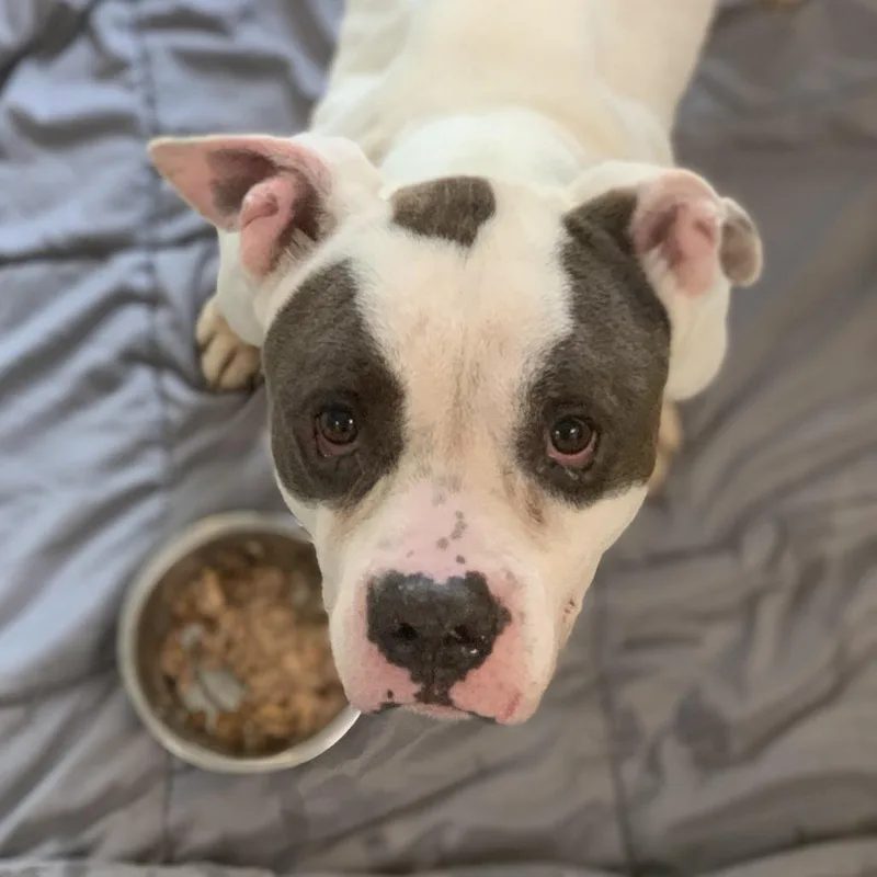 An adult large-sized male Gray / Blue / Silver Pit Bull Terrier dog named Chunk for adoption in Lynchburg, VA