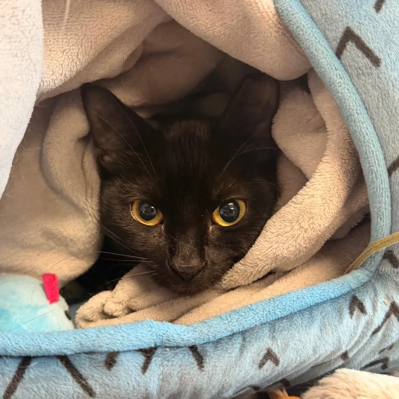 An adult medium-sized female Black Domestic Short Hair cat named Neutron for adoption in Binghamton, NY