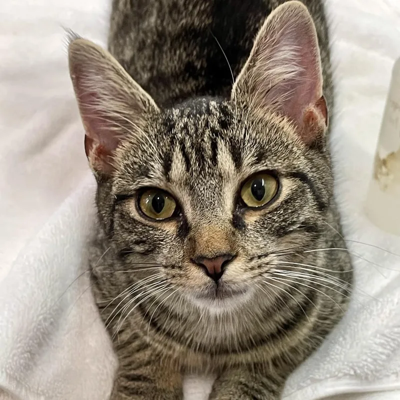 A young medium-sized female Brown / Chocolate Domestic Short Hair cat named Nirvana for adoption in Fairmont, WV