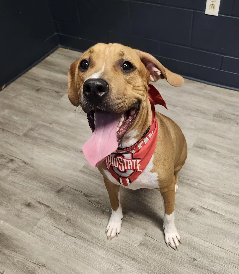 A baby large-sized male Brown / Chocolate Pit Bull Terrier dog named Ozzy for adoption in Mansfield, OH