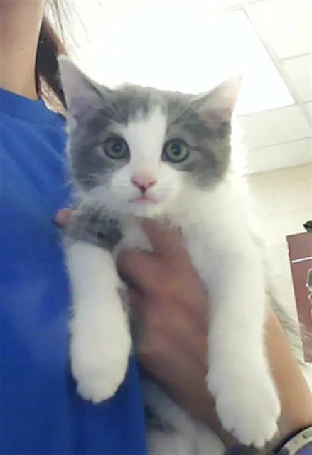 A baby small-sized male Domestic Short Hair cat named Ollie for adoption in Fayetteville, NC