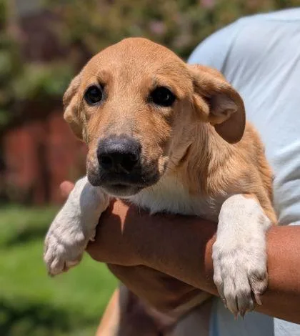 An adult large-sized female Great Pyrenees dog named Aurora for adoption in Mansfield, TX