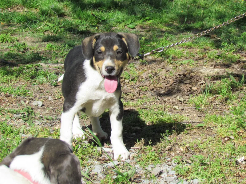 A baby medium-sized male Feist dog named Saul for adoption in Medfield, MA