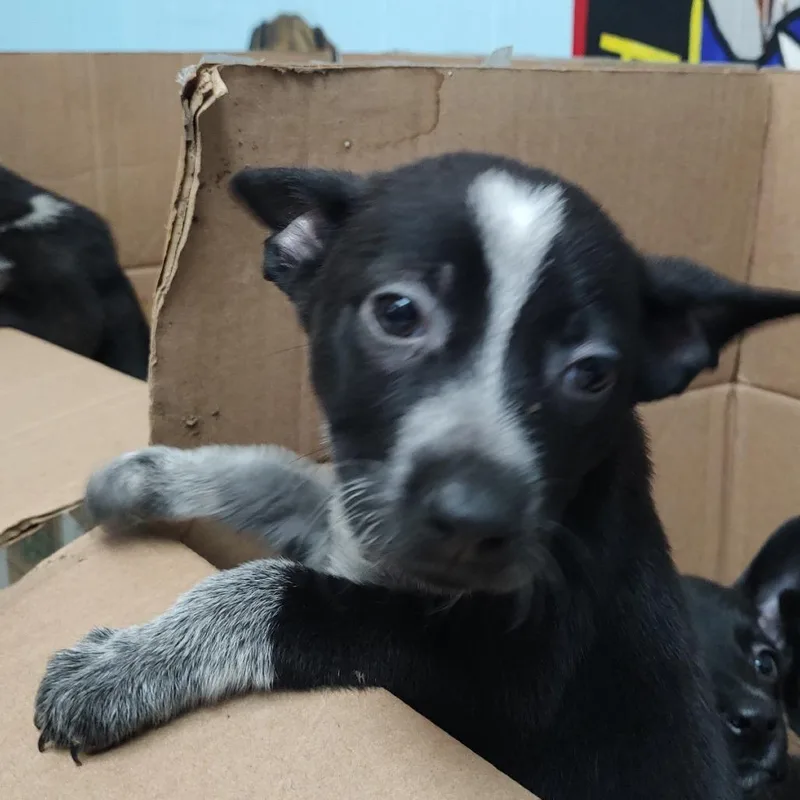 A young medium-sized female Black Australian Cattle Dog / Blue Heeler dog named P for adoption in Corsicana, TX
