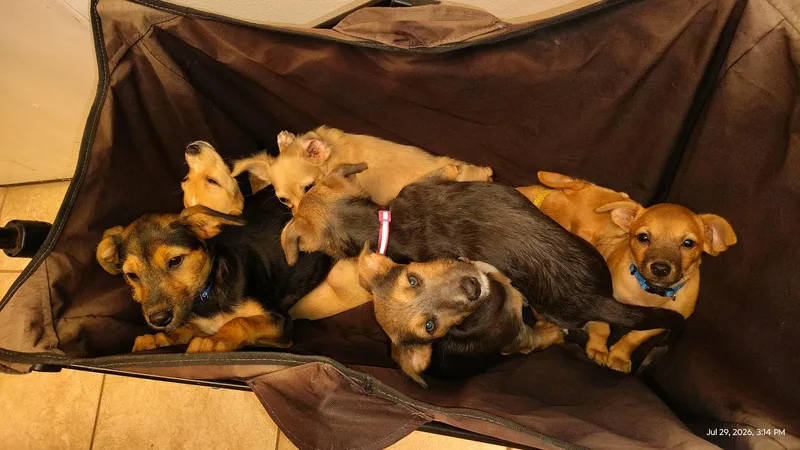 A baby medium-sized female Chihuahua dog named Piano for adoption in New Baltimore, MI