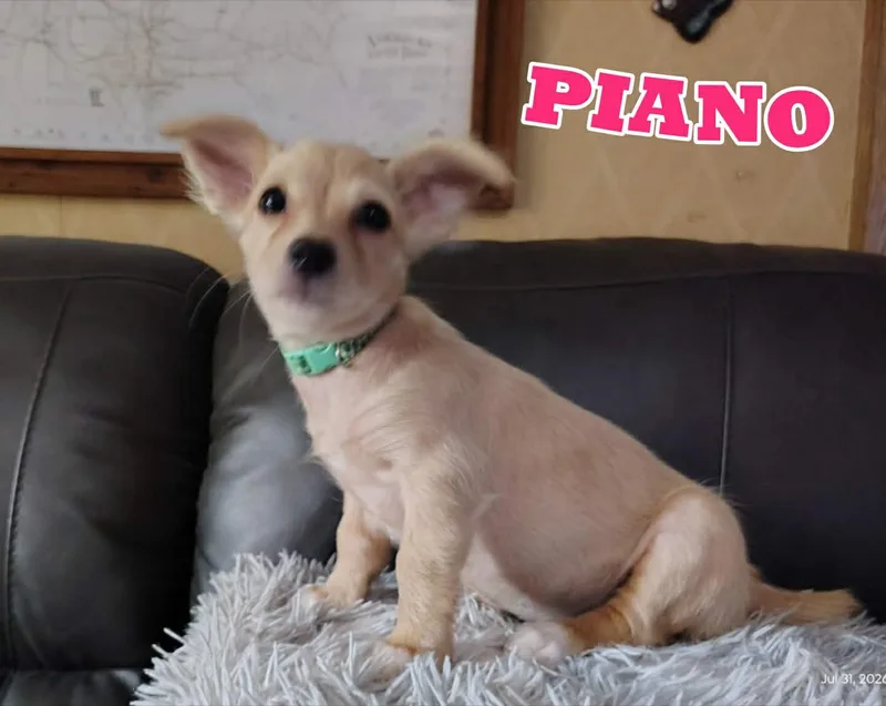 Piano thumbnail 2