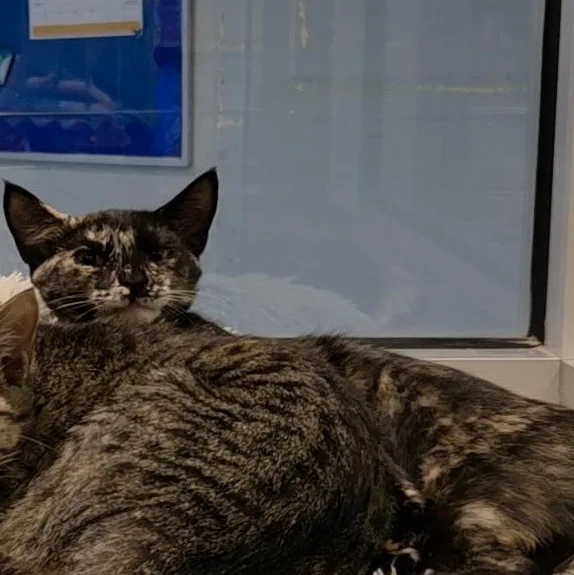 A baby medium-sized female Tortoiseshell Domestic Short Hair cat named Rosemary for adoption in Charleston, SC