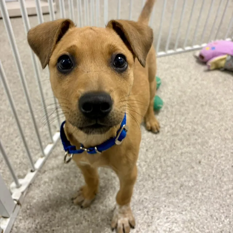 A baby large-sized male Rhodesian Ridgeback dog named Jason for adoption in Whitehall, PA