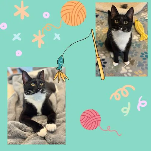 A young medium-sized female Black & White / Tuxedo Domestic Short Hair cat named Alice for adoption in Bronx, NY