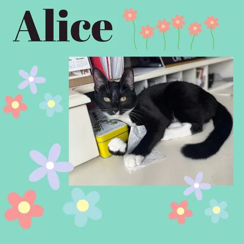 Alice thumbnail 2