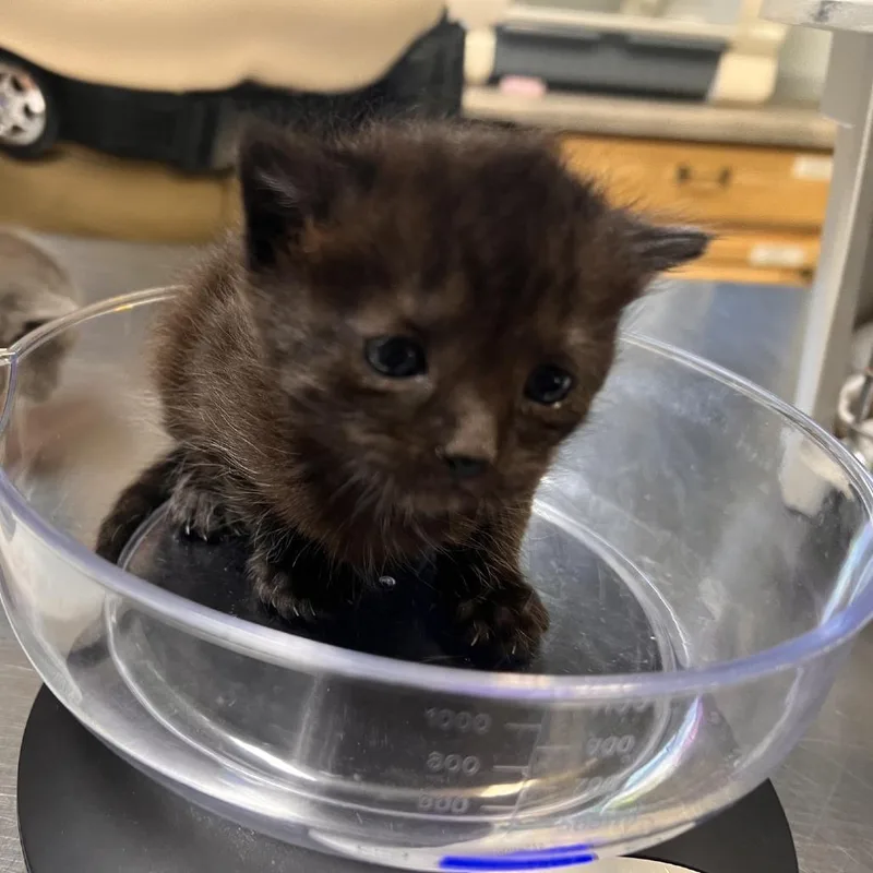 A baby small-sized female Black Domestic Short Hair cat named Sage for adoption in Columbus, NC