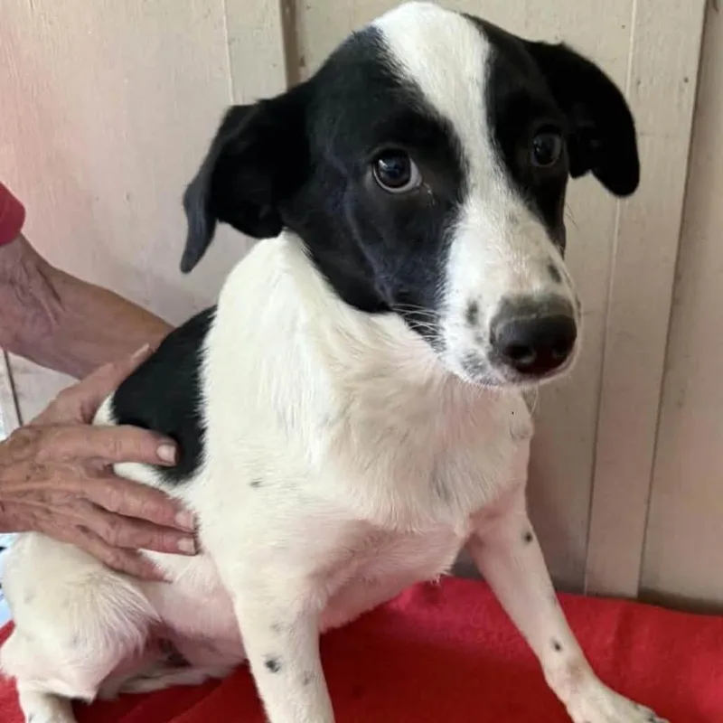 A baby medium-sized female White / Cream Mixed Breed dog named Rosie for adoption in Alexandria, VA