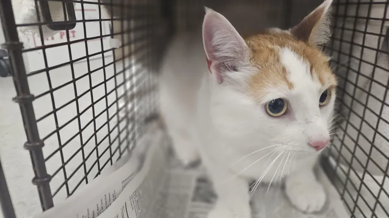 An adult medium-sized male Domestic Short Hair cat named Sneakerz for adoption in Van Nuys, CA
