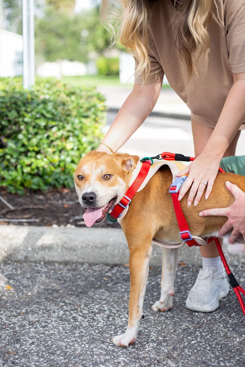 A young medium-sized male Hound dog named Mason for adoption in tampa, FL