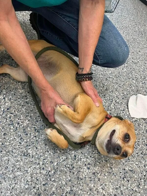 An adult medium-sized female Yellow / Tan / Blond / Fawn Chihuahua dog named Nutmeg for adoption in Burgaw, NC